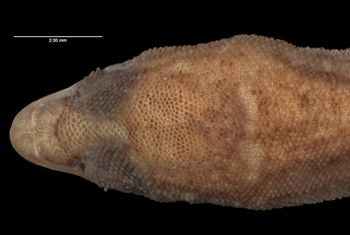 Media type: image;   Herpetology R-81119